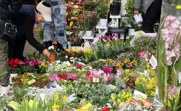 7일 제주시 민속오일시장에서 봄을 맞아 화초 및 수목을 가꾸려는 시민들이 봄꽃을 고르고 있다. 제주에서 가장 큰 규모를 자랑하는 제주민속오일시장은 매달 날짜 끝자리가 2일과 7일인 날에 열린다. 2026.3.7  연합뉴스