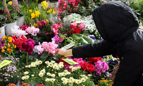 7일 제주시 민속오일시장에서 봄을 맞아 화초 및 수목을 가꾸려는 시민들이 봄꽃을 고르고 있다. 제주에서 가장 큰 규모를 자랑하는 제주민속오일시장은 매달 날짜 끝자리가 2일과 7일인 날에 열린다. 2026.3.7  연합뉴스