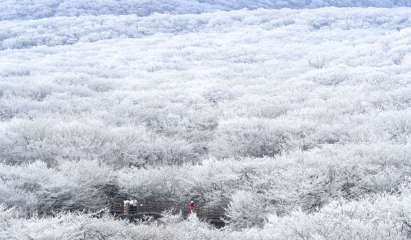 기습 추위가 찾아온 7일 오전 제주 한라산 1100고지 습지 인근 고지대에 상고대가 활짝 피어나 봄 계절 속 겨울 정취를 자아내고 있다. 2026.03.07. 뉴시스