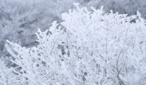 기습 추위가 찾아온 7일 오전 제주 한라산 1100고지 습지 인근 고지대에 상고대가 활짝 피어나 봄 계절 속 겨울 정취를 자아내고 있다. 2026.03.07. 뉴시스