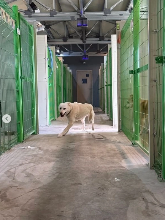 제주도 첫 공식 민간동물보호시설인 한림쉼터 내부 모습. 한림쉼터 제공