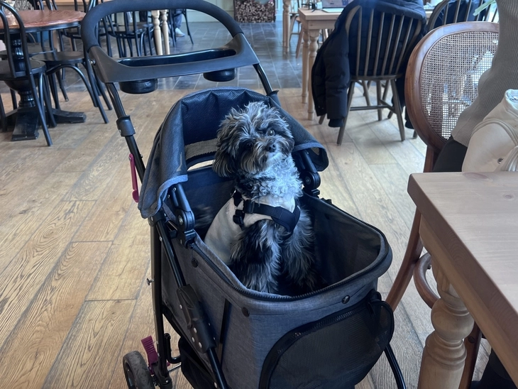 손지원씨가 기르는 1살 말티푸 ‘연복’이 브런치 카페에 마련된 강아지 유모차에 가만히 앉아 있다. 이달 초 시행한 제도에 따라 일반음식점에 동반 입장한 반려동물은 실내에서 자유로이 돌아다닐 수 없다. 반영윤 기자