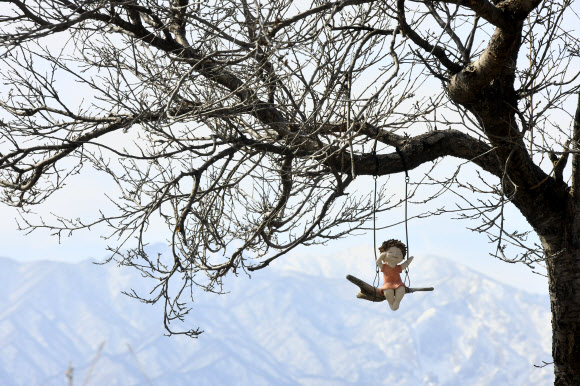 8일 강원 속초시 영랑호변 벚나무의 그네 타는 인형 뒤로 눈 쌓인 설악산이 보인다. 2026.3.8  속초시 제공