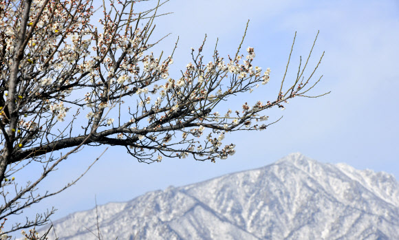 8일 강원 속초 시내에 꽃망울을 터뜨린 매화 뒤로 눈 덮인 설악산이 보인다. 2026.3.8  속초시 제공