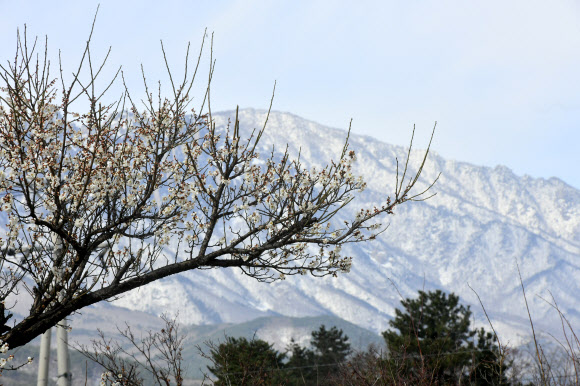 8일 강원 속초 시내에 꽃망울을 터뜨린 매화 뒤로 눈 덮인 설악산이 보인다. 2026.3.8  속초시 제공