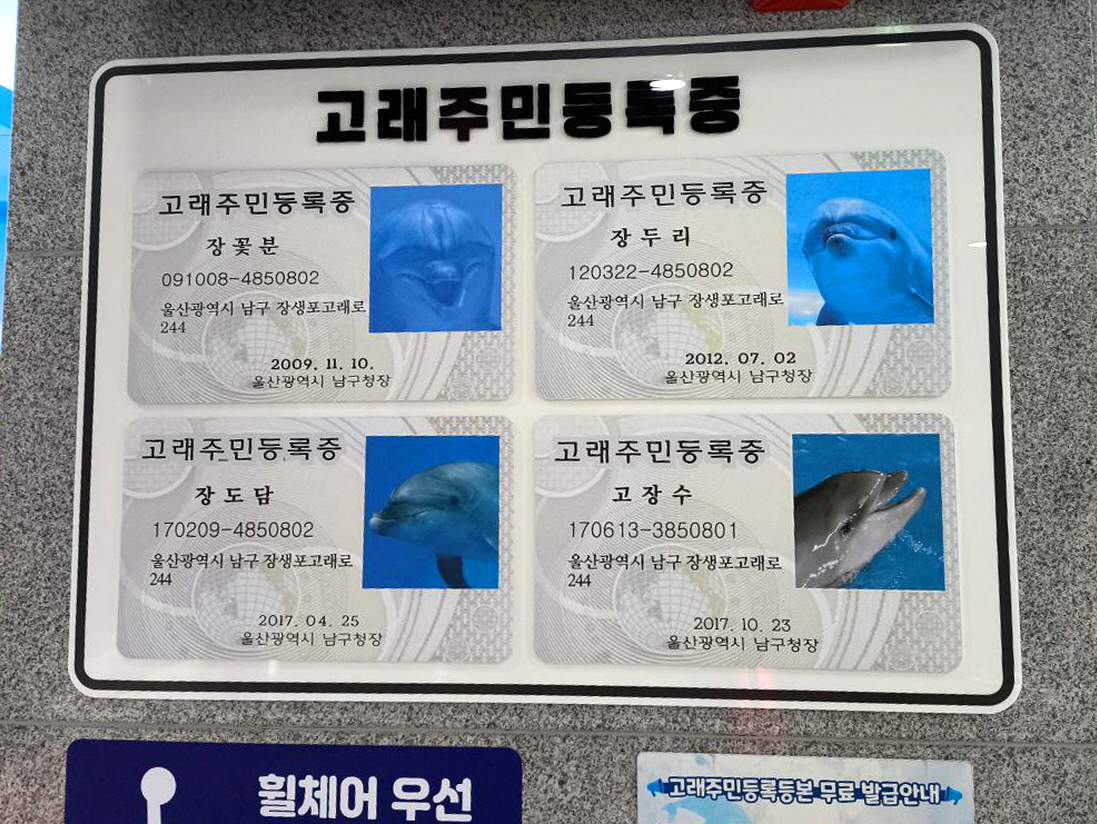 3월 현재 울산 고래생태체험관에 4명의 큰돌고래들이 있는데, 보통 남성 큰돌고래가 8~10살에 성적 성숙에 이르는 것을 고려하면 현재 9살의 고장수는 성적 성숙에 이른 것으로 추정된다. 핫핑크돌핀스 제공