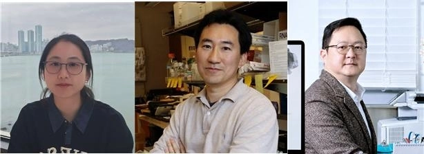 이번 연구를 수행한 정민주 미국 UCSD 생명과학과 박사, 임병국 UCSD 생명과학과 교수, 백세범 카이스트 뇌인지과학과 교수(왼쪽부터)

카이스트 제공