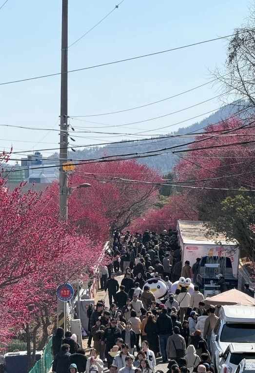 제8회 매곡동 탐매축제 모습