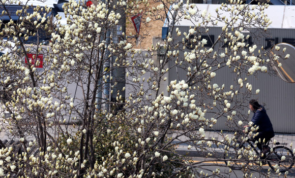 쌀쌀한 날씨를 보인 9일 부산 수영구의 한 주택가에 목련이 활짝 피기 시작해 눈길을 끌고 있다. 2026.3.9  연합뉴스