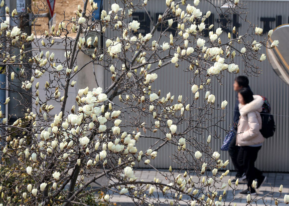 쌀쌀한 날씨를 보인 9일 부산 수영구의 한 주택가에 목련이 활짝 피기 시작해 눈길을 끌고 있다. 2026.3.9  연합뉴스