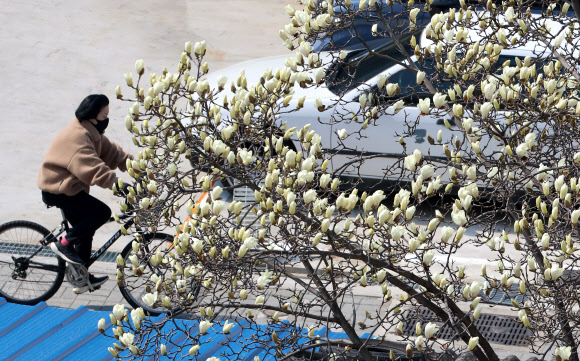 쌀쌀한 날씨를 보인 9일 부산 수영구의 한 주택가에 목련이 활짝 피기 시작해 눈길을 끌고 있다. 2026.3.9  연합뉴스