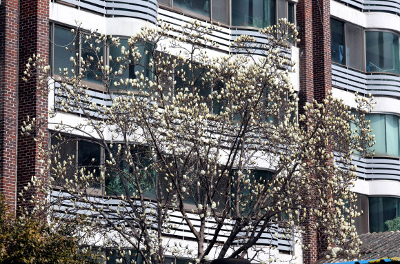 쌀쌀한 날씨를 보인 9일 부산 수영구의 한 주택가에 목련이 활짝 피기 시작해 눈길을 끌고 있다. 2026.3.9  연합뉴스