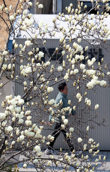 쌀쌀한 날씨를 보인 9일 부산 수영구의 한 주택가에 목련이 활짝 피기 시작해 눈길을 끌고 있다. 2026.3.9  연합뉴스