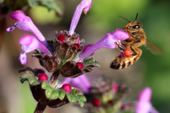 절기상 경칩인 5일 오전 제주시 애월읍 항몽유적지에 광대나물 꽃이 활짝 핀 가운데 꿀벌이 분주히 꿀을 따고 있다. 2026.3.5 연합뉴스