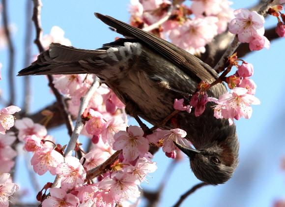 쌀쌀한 날씨를 보인 9일 부산 수영구 배화학교에서 꽃망울을 터트린 벚꽃에 직박구리가 꿀을 찾고 있다. 2026.3.9 연합뉴스