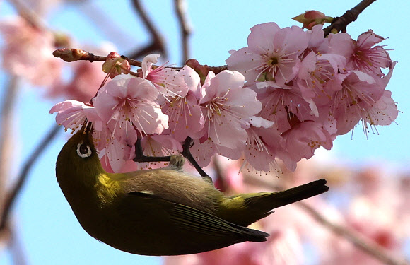 쌀쌀한 날씨를 보인 9일 부산 수영구 배화학교에서 꽃망울을 터트린 벚꽃에 동박새가 꿀을 찾고 있다. 2026.3.9 연합뉴스
