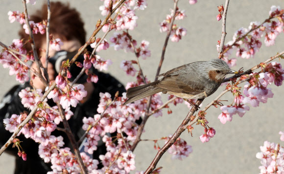 쌀쌀한 날씨를 보인 9일 부산 수영구 배화학교에서 벚꽃이 활짝 핀 가운데 사진작가가 꿀을 찾는 직박구리를 촬영하고 있다. 2026.3.9 연합뉴스