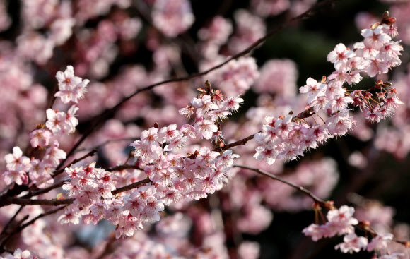 쌀쌀한 날씨를 보인 9일 부산 수영구 배화학교에 벚꽃이 활짝 펴 시민들의 눈길을 사로잡고 있다. 2026.3.9 연합뉴스