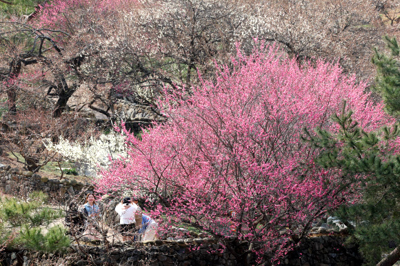 9일 전남 광양시 다압면 매화마을에서 상춘객들이 꽃놀이를 즐기고 있다. 2026.3.9  연합뉴스