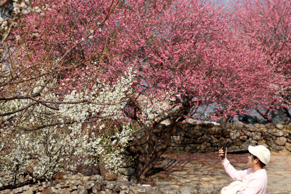 9일 전남 광양시 다압면 매화마을에서 상춘객이 활짝 핀 매화를 사진 찍고 있다. 2026.3.9  연합뉴스