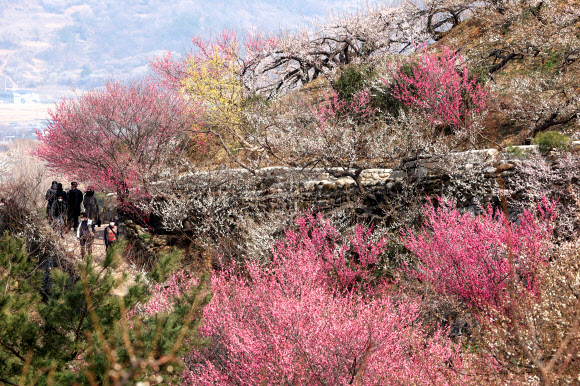 9일 전남 광양시 다압면 매화마을에서 상춘객들이 꽃놀이를 즐기고 있다. 2026.3.9  연합뉴스