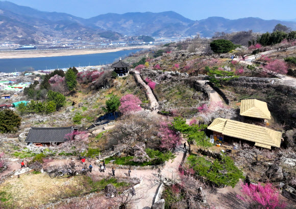 9일 전남 광양시 다압면 매화마을에 봄꽃 매화가 피어 있다. 2026.3.9  연합뉴스