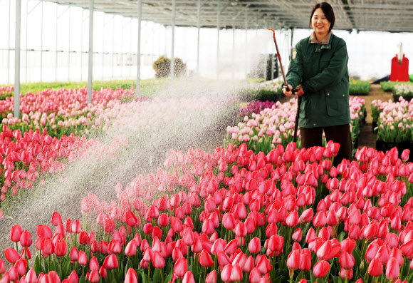 10일 경기도 용인시 에버랜드 식물하우스에서 직원들이 오는 20일 개막하는 튤립축제를 앞두고 튤립에 물을 주고 있다. 2026.3.10  연합뉴스