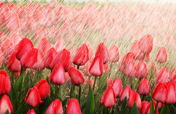 10일 경기도 용인시 에버랜드 식물하우스에서 튤립이 직원이 뿌려주는 물을 맞고 있다. 2026.3.10  연합뉴스