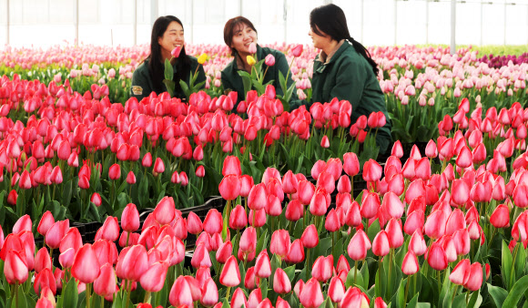 10일 경기도 용인시 에버랜드 식물하우스에서 직원들이 오는 20일 개막하는 튤립축제를 앞두고 튤립을 돌보고 있다. 2026.3.10  연합뉴스