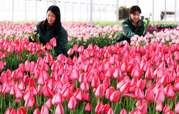 10일 경기도 용인시 에버랜드 식물하우스에서 직원들이 오는 20일 개막하는 튤립축제를 앞두고 튤립을 돌보고 있다. 2026.3.10  연합뉴스