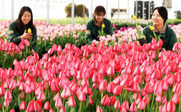 10일 경기도 용인시 에버랜드 식물하우스에서 직원들이 오는 20일 개막하는 튤립축제를 앞두고 튤립을 돌보고 있다. 2026.3.10  연합뉴스