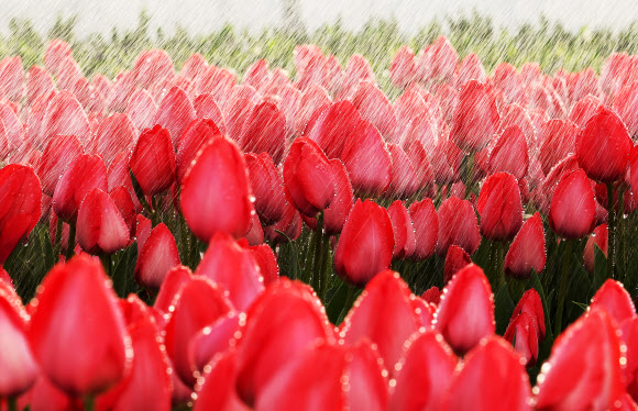 10일 경기도 용인시 에버랜드 식물하우스에서 튤립이 직원이 뿌려주는 물을 맞고 있다. 2026.3.10  연합뉴스