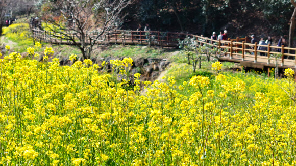 11일 오전 제주 서귀포시 색달동 엉덩물 계곡에 유채꽃이 활짝 피어 탐방객 눈길을 사로잡고 있다. 2026.3.11 연합뉴스