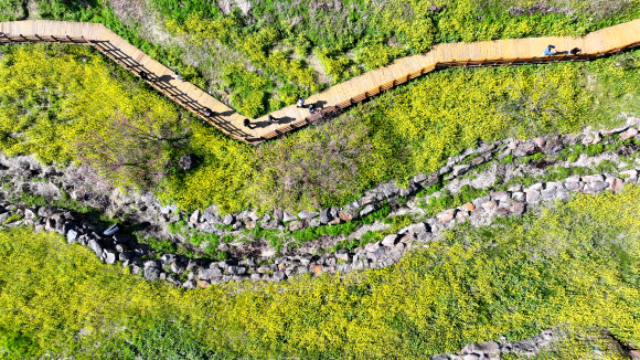 11일 오전 제주 서귀포시 색달동 엉덩물 계곡에 유채꽃이 활짝 피어 탐방객 눈길을 사로잡고 있다. 2026.3.11 연합뉴스