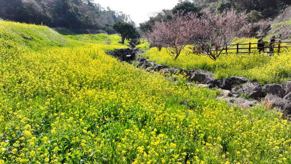 11일 오전 제주 서귀포시 색달동 엉덩물 계곡에 유채꽃이 활짝 피어 탐방객 눈길을 사로잡고 있다. 2026.3.11 연합뉴스