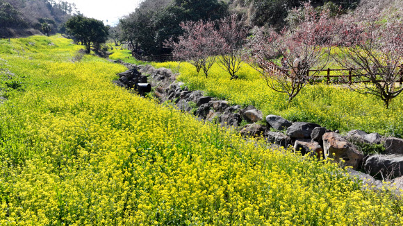 11일 오전 제주 서귀포시 색달동 엉덩물 계곡에 유채꽃이 활짝 피어 탐방객 눈길을 사로잡고 있다. 2026.3.11 연합뉴스