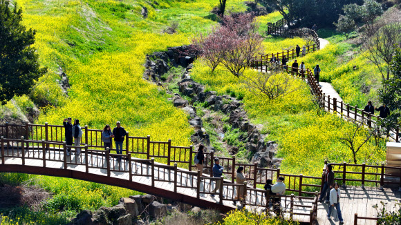 11일 오전 제주 서귀포시 색달동 엉덩물 계곡에 유채꽃이 활짝 피어 탐방객 눈길을 사로잡고 있다. 2026.3.11 연합뉴스