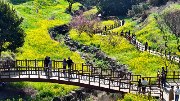 11일 오전 제주 서귀포시 색달동 엉덩물 계곡에 유채꽃이 활짝 피어 탐방객 눈길을 사로잡고 있다. 2026.3.11 연합뉴스