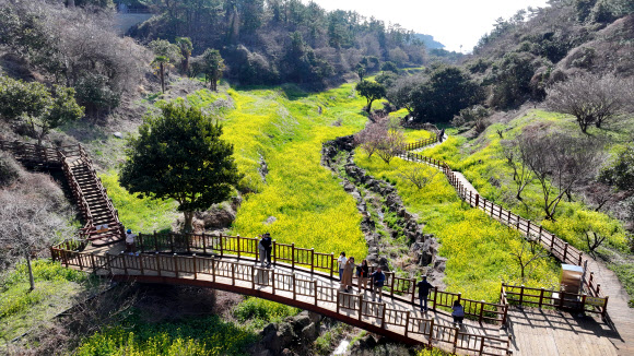 11일 오전 제주 서귀포시 색달동 엉덩물 계곡에 유채꽃이 활짝 피어 탐방객 눈길을 사로잡고 있다. 2026.3.11 연합뉴스