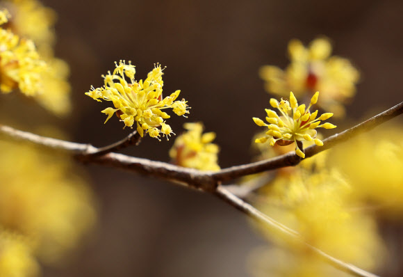 11일 전남 구례군 산동면 반곡마을 산수유나무가 노란 꽃망울을 터뜨렸다. 제27회 구례산수유꽃축제가 산동면 지리산온천 관광지 일원에서 오는 14일부터 22일까지 9일간 열린다. 2026.3.11 연합뉴스