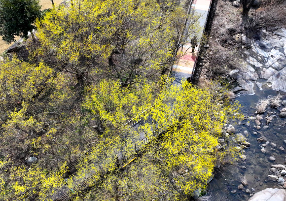 11일 전남 구례군 산동면 반곡마을에 노란 산수유꽃이 피어 있다. 제27회 구례산수유꽃축제가 산동면 지리산온천 관광지 일원에서 오는 14일부터 22일까지 9일간 열린다. 2026.3.11 연합뉴스