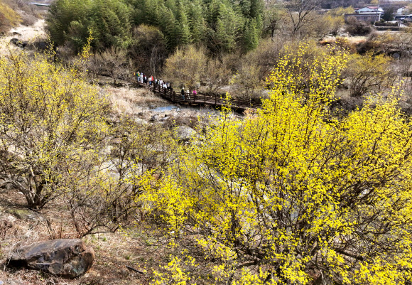 11일 전남 구례군 산동면 반곡마을에서 상춘객들이 노랗게 꽃망울을 터뜨린 산수유꽃을 감상하며 산책하고 있다. 제27회 구례산수유꽃축제가 산동면 지리산온천 관광지 일원에서 오는 14일부터 22일까지 9일간 열린다. 2026.3.11 연합뉴스