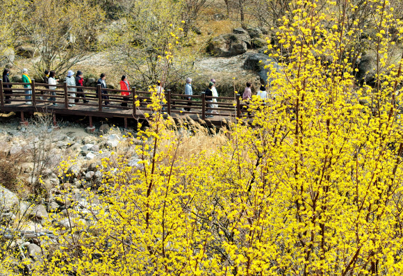11일 전남 구례군 산동면 반곡마을에서 상춘객들이 노랗게 꽃망울을 터뜨린 산수유꽃을 감상하며 산책하고 있다. 제27회 구례산수유꽃축제가 산동면 지리산온천 관광지 일원에서 오는 14일부터 22일까지 9일간 열린다. 2026.3.11 연합뉴스