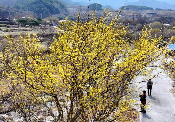 11일 전남 구례군 산동면 반곡마을에서 상춘객들이 노랗게 꽃망울을 터뜨린 산수유꽃을 감상하며 산책하고 있다. 제27회 구례산수유꽃축제가 산동면 지리산온천 관광지 일원에서 오는 14일부터 22일까지 9일간 열린다. 2026.3.11 연합뉴스