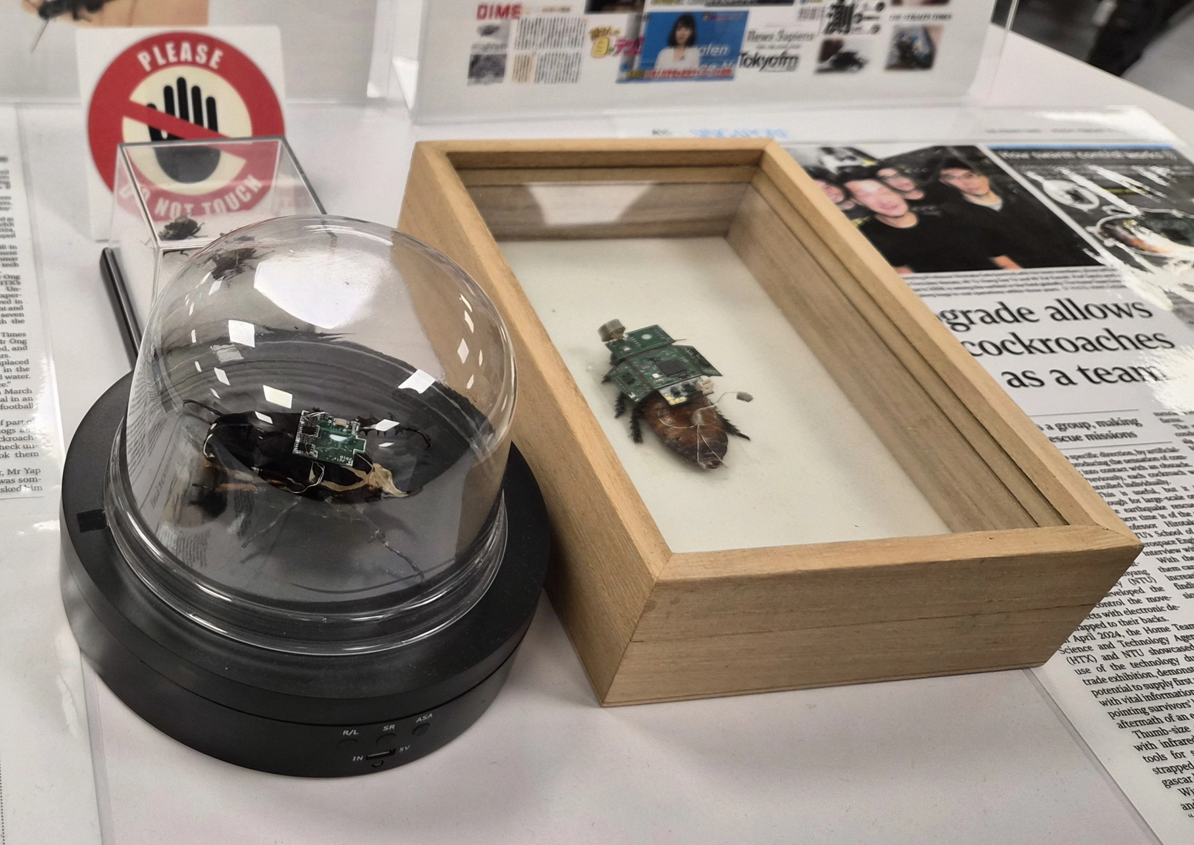 NTU 기계항공공학과 학생들이 칩을 심고 머신러닝으로 학습시킨 사이보그 ‘딱정벌레’.
싱가포르 김가현 기자