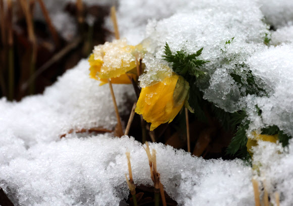 강원 산간에 폭설이 쏟아진 13일 대관령 기슭인 강릉시 구정면의 한 계곡에서 노란 꽃을 피운 복수초가 흰 눈에 덮여 있다. 2026.3.13 연합뉴스