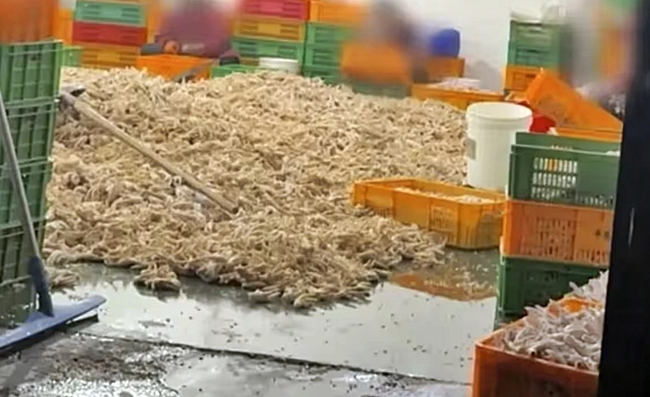 ‘세계 소비자 권리의 날’인 15일 중국중앙TV(CCTV)는 연례 고발 프로그램 ‘3·15 완후이’를 통해 이른바 ‘표백 닭발’ 실태를 집중 폭로했다. 2026.3.15 CCTV 화면