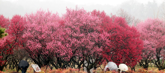 전국 곳곳에 봄비가 내린 18일 대구 달성군 화원읍 남평문씨본리세거지에 홍매화가 만개해 있다. 2026.3.18 연합뉴스