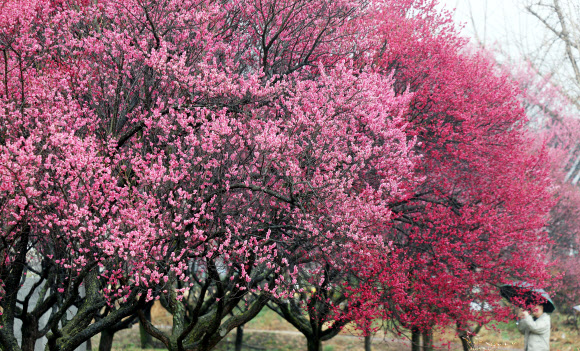 전국 곳곳에 봄비가 내린 18일 대구 달성군 화원읍 남평문씨본리세거지에 홍매화가 만개해 있다. 2026.3.18 연합뉴스