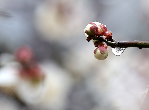 비가 내린 18일 서울 성동구 하동매실거리에 매화가 꽃망울을 터트릴 준비를 하고 있다. 2026.3.18 연합뉴스